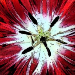 Red Tulip